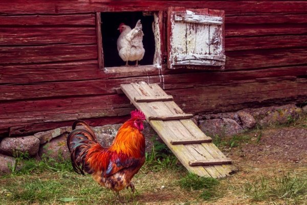 Петух и курица
