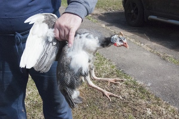 Цесарка на забой