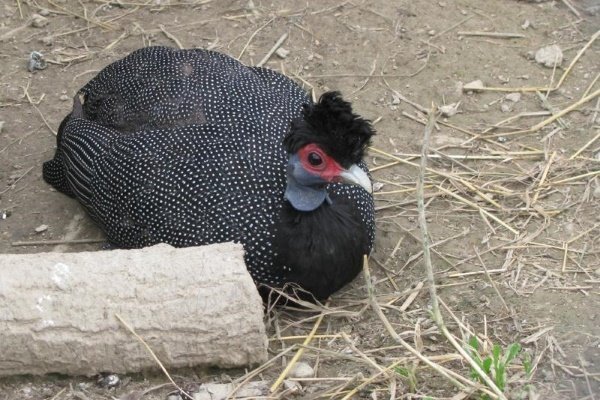 Цесарка 