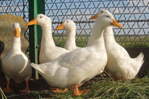Утки Стар 53