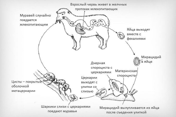 Дикроцелиоз у овцы