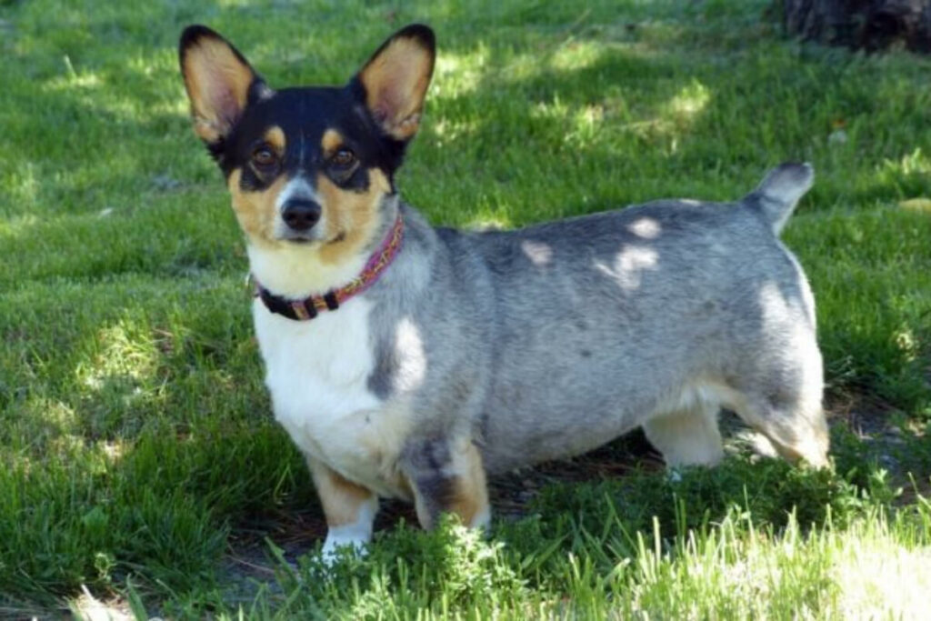 blue-heeler-corgi