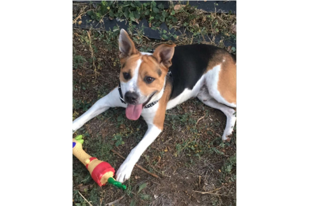 bulldog-americano-corgi