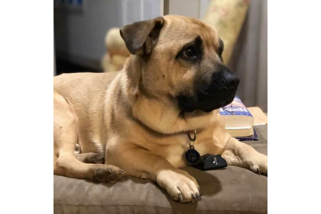 bullmastiff-corgi