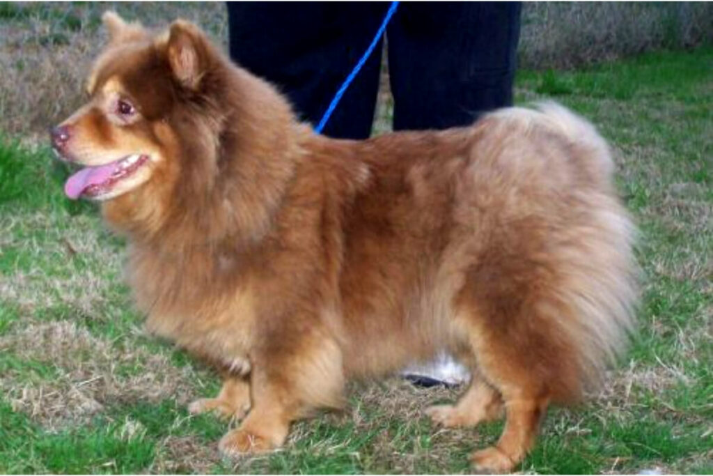 chow-chow-corgi