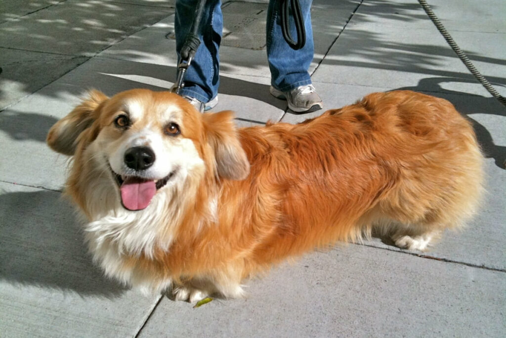 cocker-spaniel-corgi