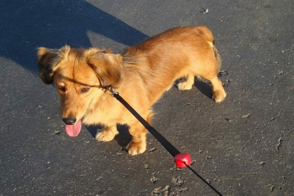 dachshund-corgi