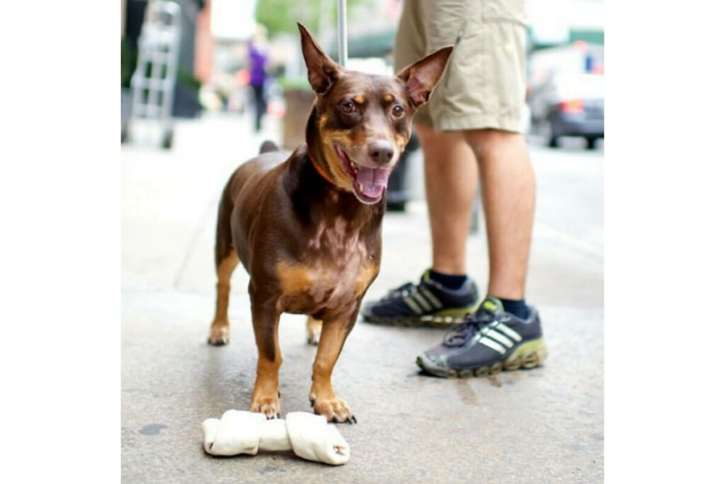 doberman-pinscher-corgi