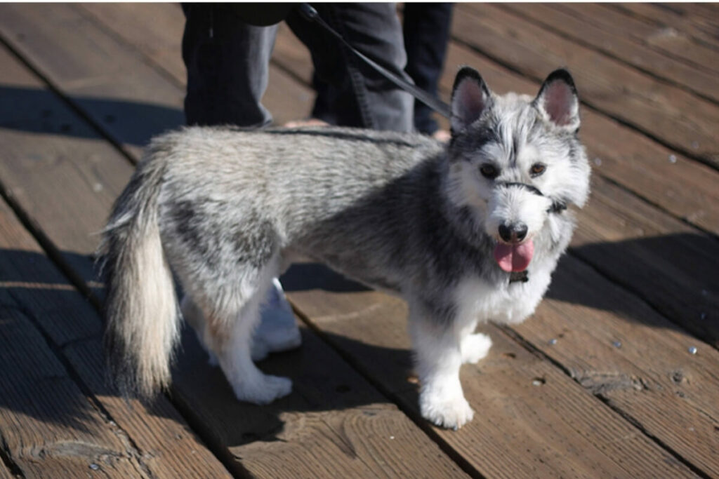 husky-siberiano-corgi