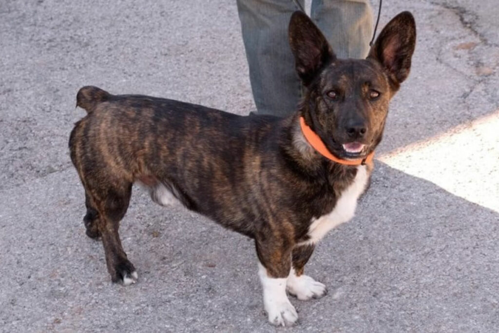 pitbull-corgi