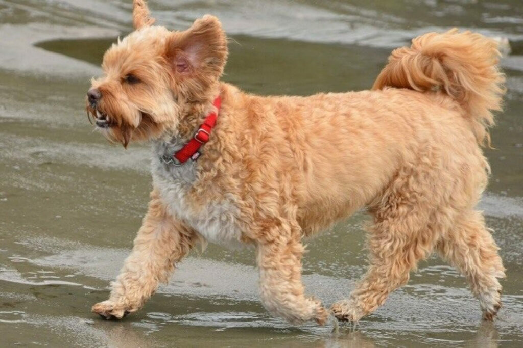 poodle-corgi