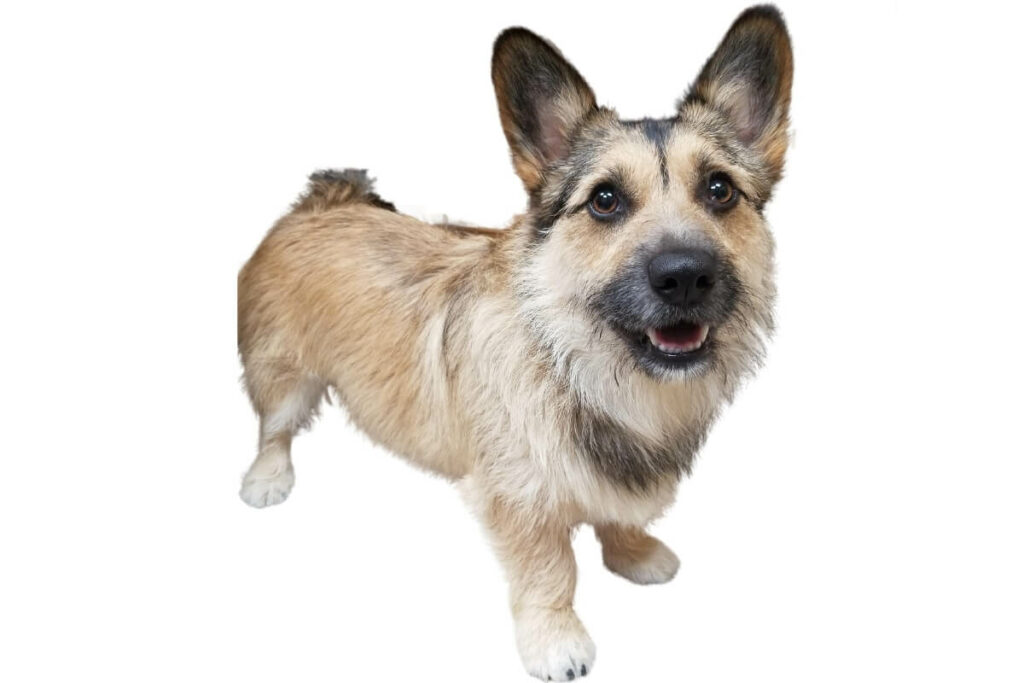 schnauzer-corgi