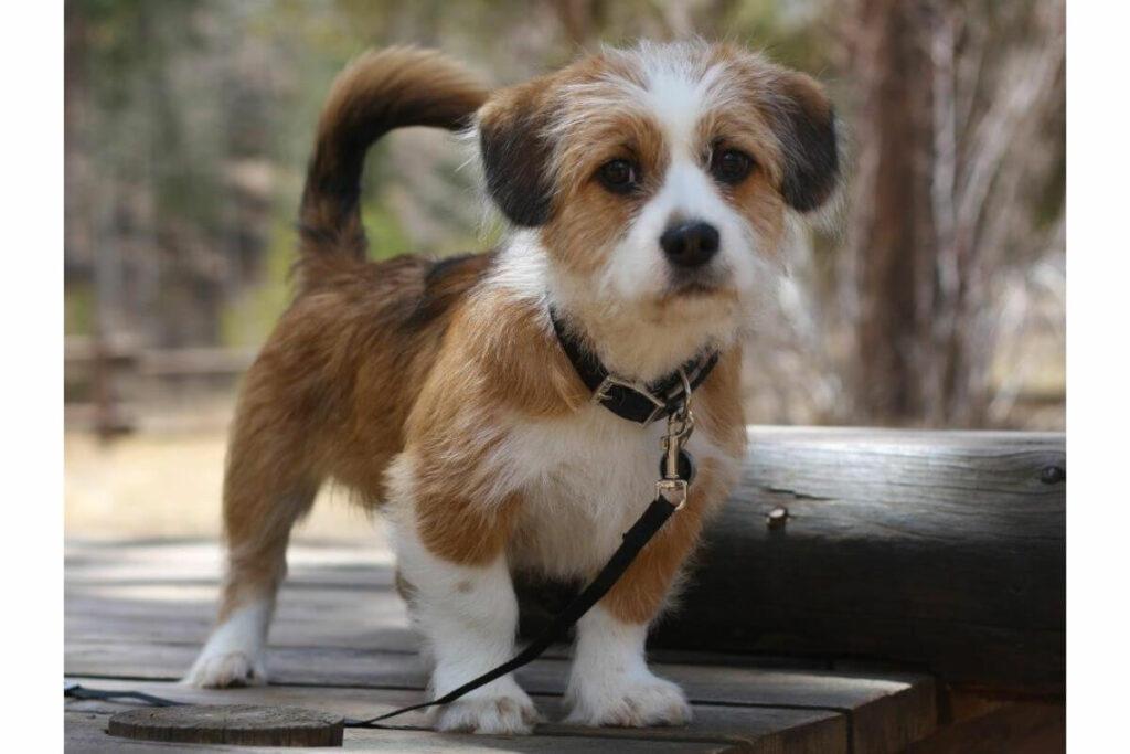 shih-tzu-corgi