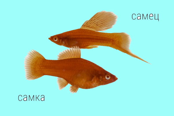 Самка и самец меченосцев