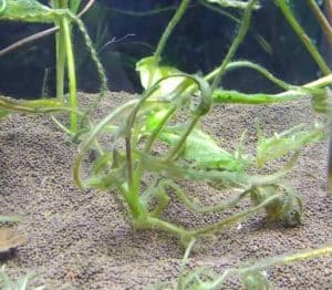 Болезнь криптокорины: выявление и устранение проблем с растениями - melted plant