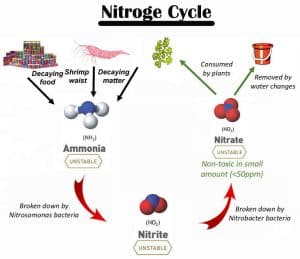 NitrogenCycle_Diagram
