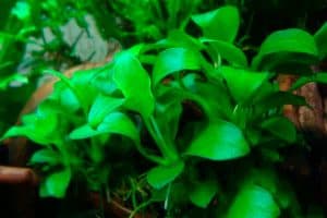 Anubias nano