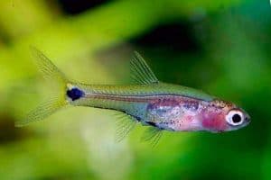 Barboides gracilis (карликовый янтарный барбус) &ndash; Подробное руководство по уходу, диете и разведению