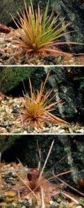 Руководство по уходу за Eriocaulon cinereum &ndash; посадка, выращивание и размножение - ухудшение состояния