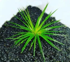 Руководство по уходу за Eriocaulon cinereum &ndash; Посадка, выращивание и размножение - ускоренный рост