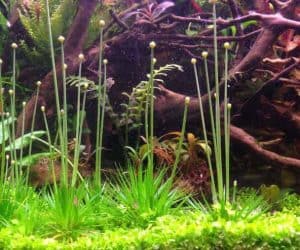 Руководство по уходу за Eriocaulon cinereum &ndash; Посадка, выращивание и размножение цветоносов