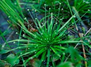 Руководство по уходу за Eriocaulon cinereum &ndash; Посадка, выращивание и размножение - в природе