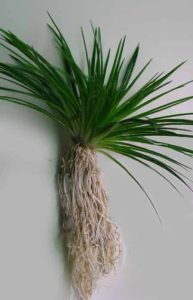 Руководство по уходу за Eriocaulon cinereum &ndash; Посадка, выращивание и размножение - корневая система