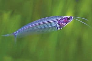 Призрачный стеклянный сомик (Kryptopterus vitreolus) &ndash; Подробное руководство по уходу, диете и разведению - главная