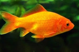 Золотая рыбка (Carassius auratus) &ndash; Подробное руководство по уходу, диете и разведению