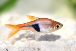 Арлекин Расборас (Trigonostigma heteromorpha) &ndash; Подробное руководство по уходу, диете и разведению