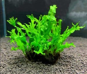 Яванский папоротник Винделов (Microsorum pteropus )