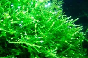 Яванский мох (Taxiphyllum barbieri)