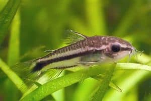 Карликовый сомик-кори (Corydoras pygmaeus)