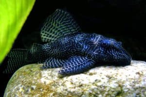 Queen Arabesque L260 Pleco (Hypancistrus sp) &ndash; Подробное руководство по уходу, диете и разведению
