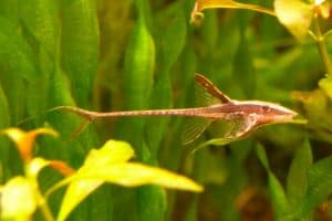 Королевская фарловелла (Sturisoma panamense) &ndash; Подробное руководство по уходу, диете и разведению