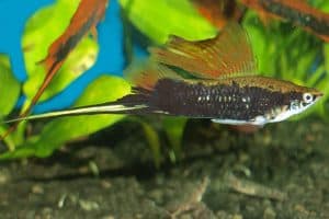 Меченосец (Xiphophorus hellerii) &ndash; Подробное руководство по уходу, диете и разведению