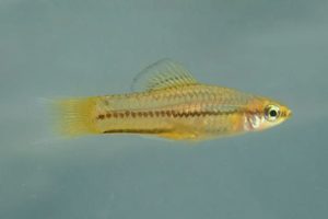 Xiphophorus Pygmaeus &ndash; Подробное руководство по уходу, диете и разведению
