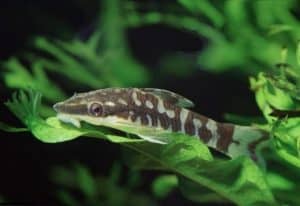 Зебровый отоцинклюс (Otocinclus Cocama)