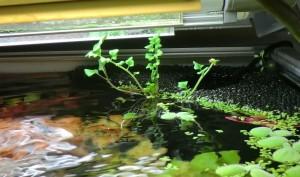 Индийский водяной папоротник в аквариуме