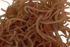Описание черных червей (Lumbriculus variegatus) и руководство по выращиванию