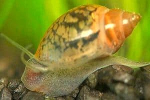 Пузырчатые улитки (Physa acuta)