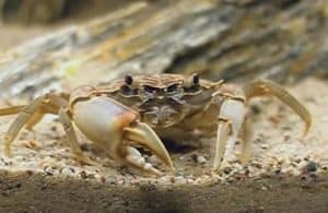 Танганьикский краб (Platythelphusa Sp.)
