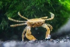 Помпонный краб (Ptychognathus Barbatus)